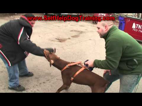 Trained Doberman Pinscher Personal Protection for Sale (K9-1.com)