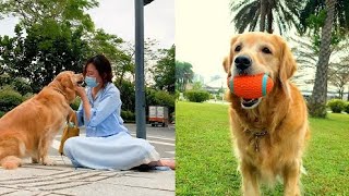 神犬路虎 - 狗狗知道对错 !狗狗是人类最忠诚的朋友，希望善待每一个可爱的狗狗#珍惜生命，过马路记得不要低头看手机！