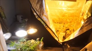 Grow Tent Online - 1000W HPS // Grow Update with Lovevibez