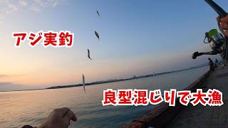 Fishing for horse mackerel and gizzard shad using sabiki rigs at