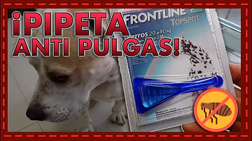 Como funciona Anti-pulgas pipeta?