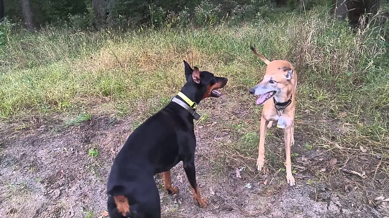 doberman greyhound mix