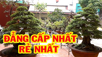 Gặp được cây đẳng cấp giá rẻ, ưu đãi lớn nhất trong năm - bonsai trees is cheap