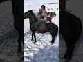 Кочон балбан бир машинага таштады 👍💪🐴