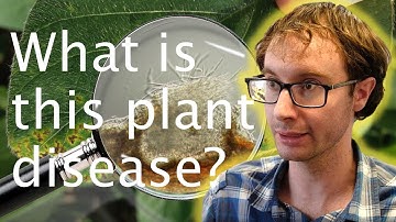 Whodunnit: The plant disease detective - Michael Long
