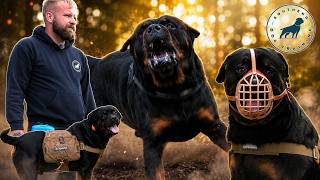 Every Trainer Gave Up on This Rottweiler... We Didn't