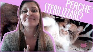 ❤ Castration and sterilization Cat ❤ : Why DO IT ??