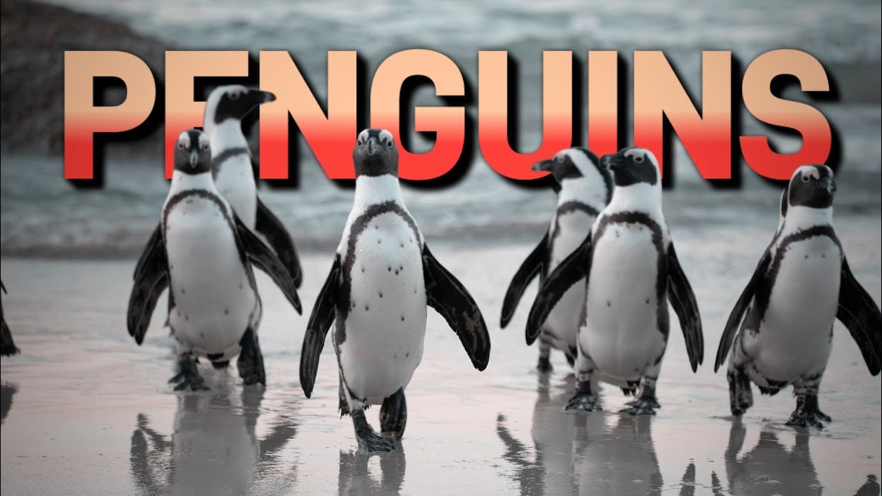 Penguins 17 Interesting Facts About Penguins YouTube penguins-17-interesting-facts-about-penguins-youtube