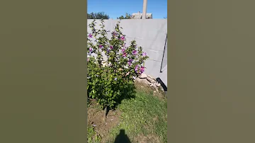 Гибискус, шток-роза или древовидная мальва