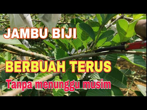 CARA PEMANGKASAN JAMBU BIJI Agar berbuah terus menerus tanpa musim