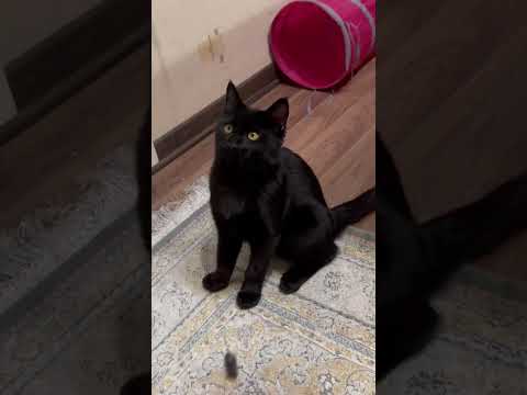 بالاخره رفتم سراغ سیامک مامانش گفتن مشغول جابجایی بودن واینم سیامک قشنگمون