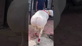 PYGMY GOAT | INDIA #SHORTS