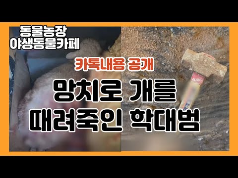 망치로 개를 때려죽인 동물농장 야생동물 카페 학대범이 아는 사람 이었네요 개인카톡 내용 공개합니다 