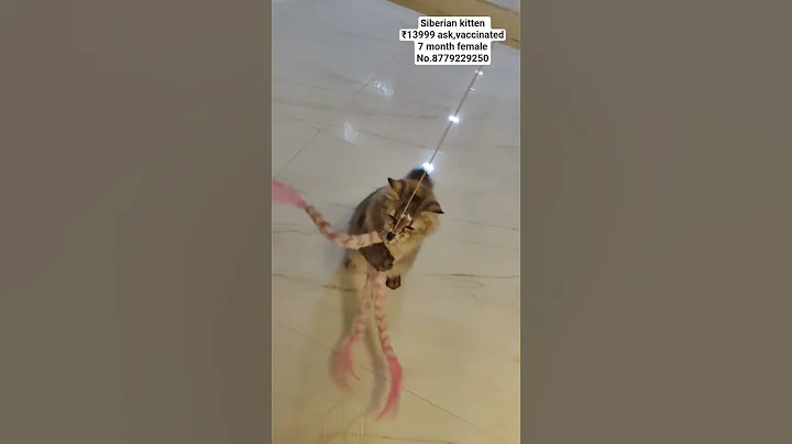 Video 11704281: siberian cat kitten, cat quality kittens, kittens pure