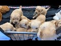 ❤️🐶 Golden Retriever Puppies - 4 Weeks Old