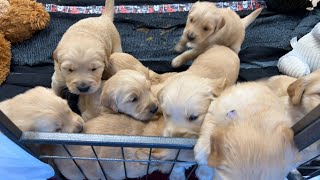 ❤️🐶 Golden Retriever Puppies - 4 Weeks Old