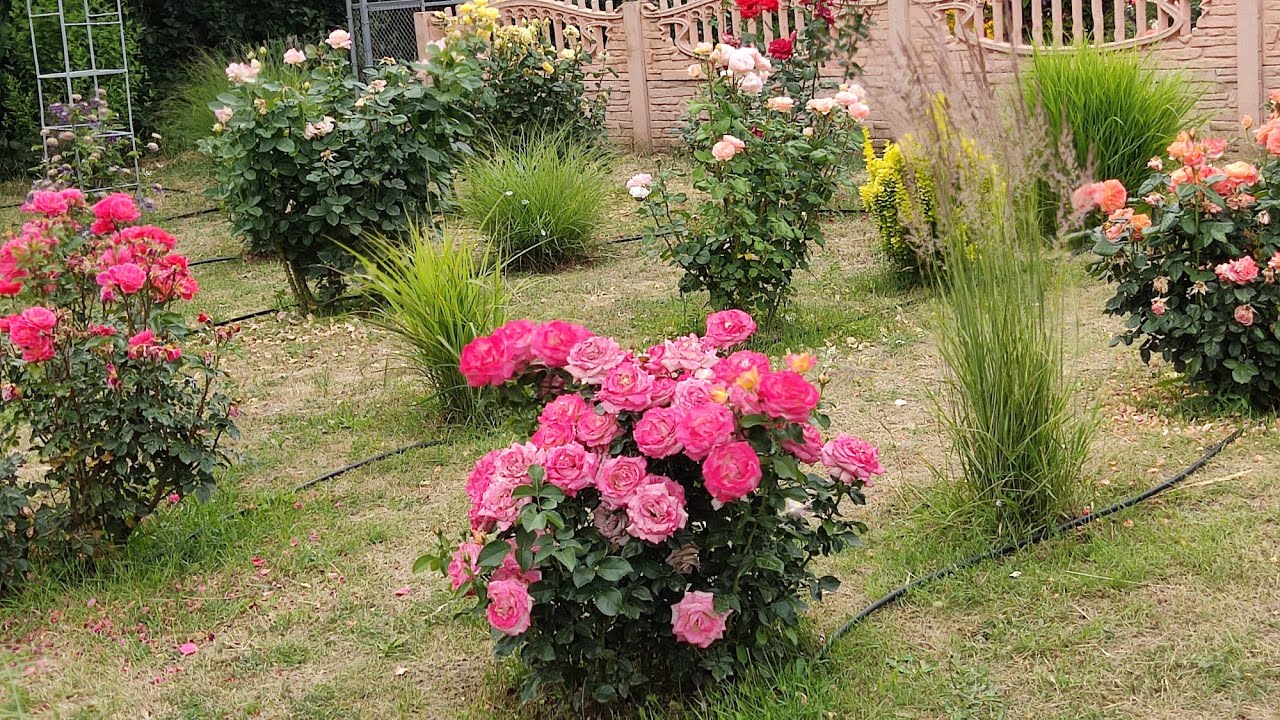 Оглядова прогулянка садом