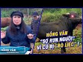 Hồng Vân &quot;sợ run người&quot; vì cứ bị con bò &quot;vừa nhìn vừa liếc&quot; ! | Hậu Trường &quot;Có Hẹn Cùng Thanh Xuân&quot;