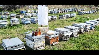 أجواء الطبيعة مع النحل العسل