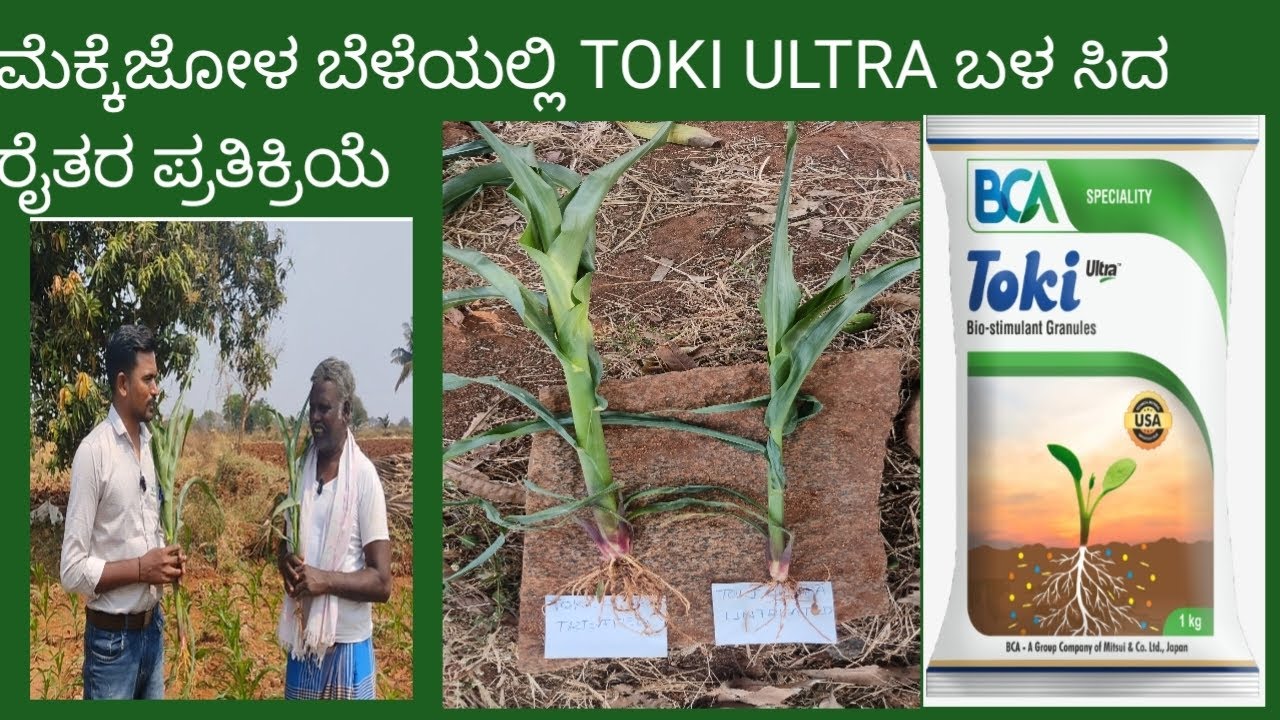 TOKI ULTRA/ಮೆಕ್ಕೆ ಜೋಳ/MAIZE/WHITE ROOT DEVELOPMENT/ಬಿಳಿ ಬೇರು/ಉತ್ತಮ ಬೆಳವಣಿಗೆ