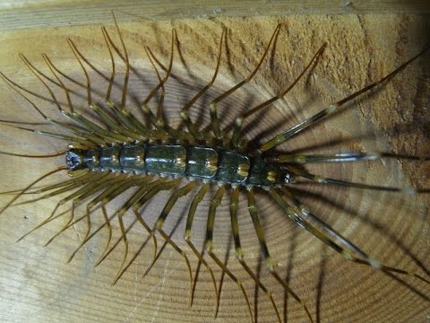 されどゴキブリを駆除する益虫「ゲジ」