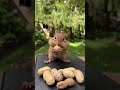 Squirrel Eating Nuts Squirrel Squirrels Squirrelfood Peanut Peanuts