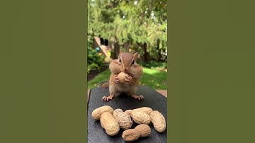 squirrel eating nuts🐿️🥜 #squirrel #squirrels #squirrelfood #peanut #peanuts