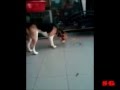 A funny dog moment