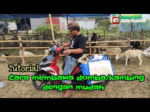 Video: Cara Mengangkut Kambing Goat