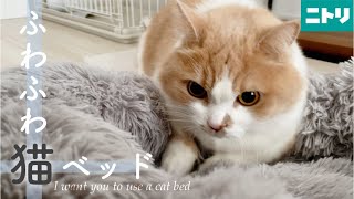 冬用にニトリのふわふわ猫ベッドを買ってみた！【ミヌエット】　I bought a cat bed for Nitori!