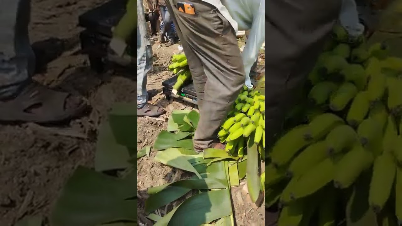 fresh banana harvest
