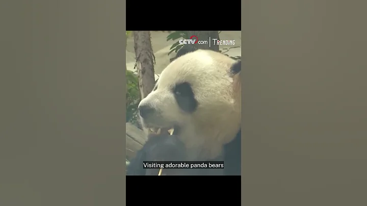 Universiade athletes visit giant panda breeding base in Chengdu - DayDayNews