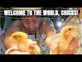 Im a chicken daddy  vlog 1727