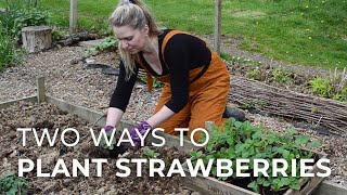 I had planned to plant bare-root strawberry plants a couple of months ago but as you know, it