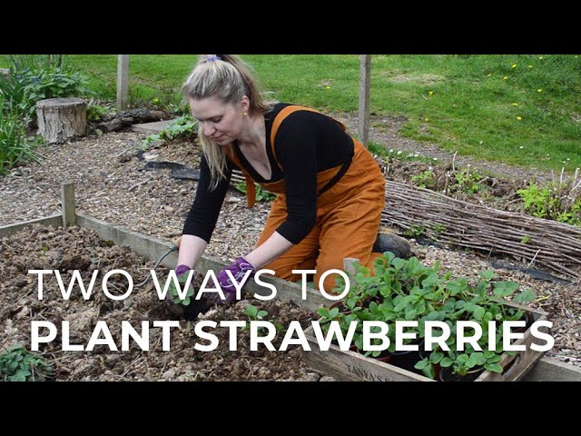 How to Plant a Strawberry Pallet Planter • Lovely Greens