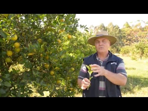 Vídeo: Como Salvar Sobras E Frutas Caídas Durante A Temporada De Colheita