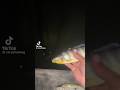 【海外】湖に不気味すぎる魚が.... #tiktok #怖い #魚 #海外 #fish #scary #切り抜き #tiktok #釣り #インスタ #edit #anime #アニメ