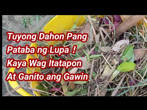 Video: Herb Para Sa Mga Tuyong Lugar