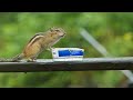 A wee video of a chipmunk eating grape jelly.