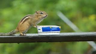 A wee video of a chipmunk eating grape jelly.