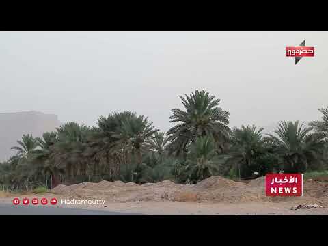 حضرموت: مزارعو النخيل يواجهون تحديات وآفات تهدد الإنتاج المحلي