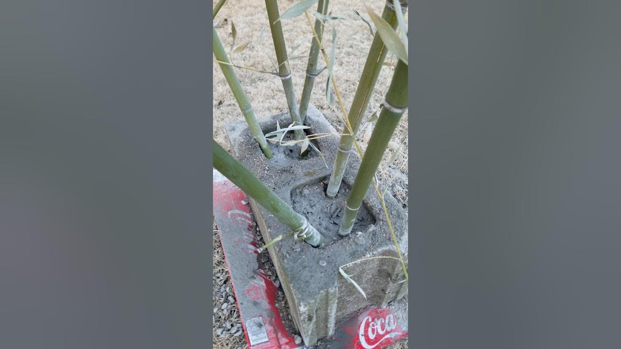 Crappie Bamboo Brush Piles YouTube