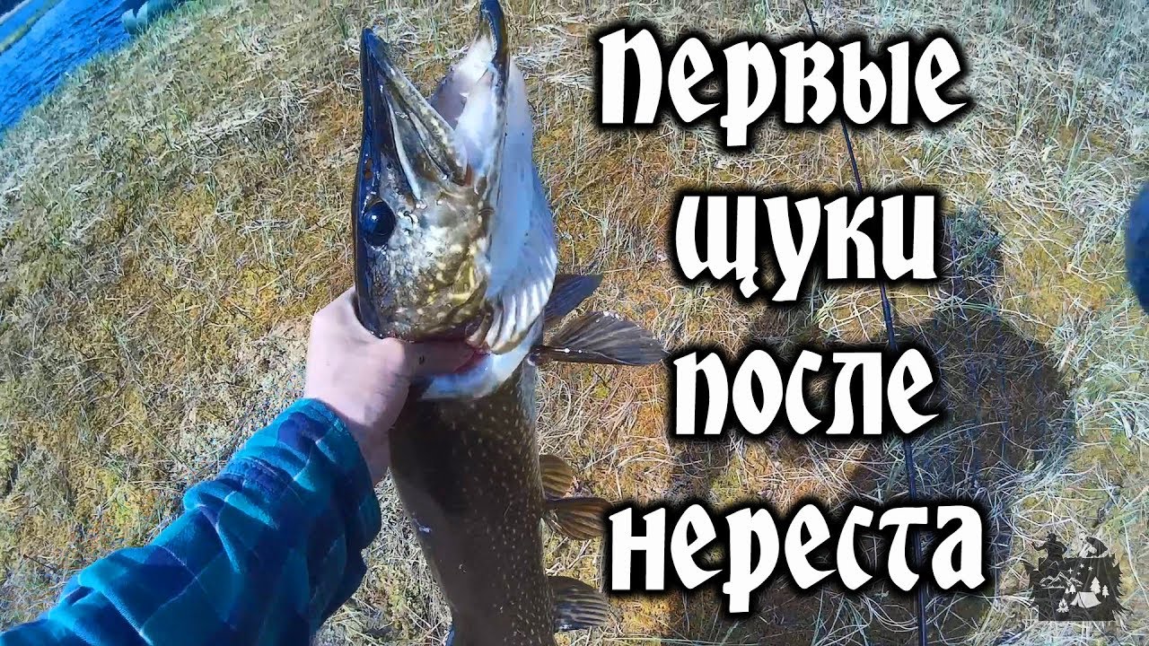 Где рыбачить на волге