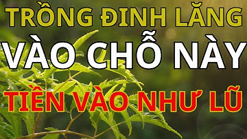Cây Đinh Lăng: Linh Dược Trấn Trạch, Khơi Nguồn Tài Lộc -Bí Mật Phong Thủy Vạn Niên |CỔ NHÂN TÀI VẬN