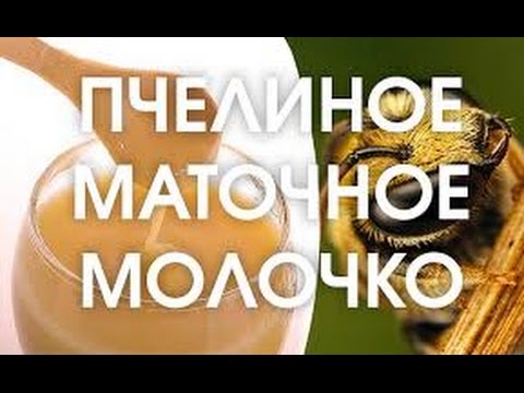 Маточное молочко-продукт активного долголетия