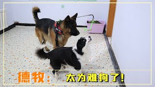 Border collies and German Shepherds IQ tests