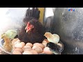 Hen Harvesting eggs to chicks Video | Born "MURGI" Chicks | Murgi Roosters and Hens / Fish Cutting