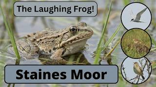 Staines Moor - A bird watching trip takes an interesting turn, with the Marsh Frog!