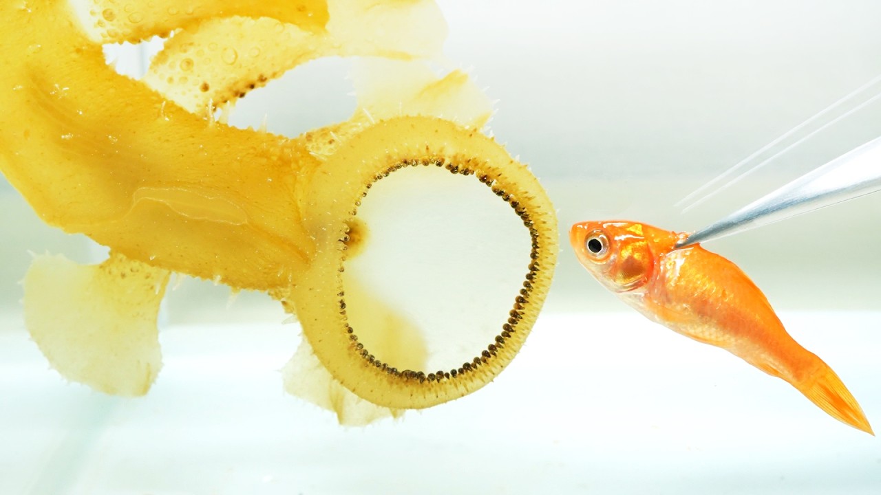 ヤバい生命体に金魚を吸い込ませると…ヤバすぎた