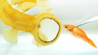 ヤバい生命体に金魚を吸い込ませると…ヤバすぎた